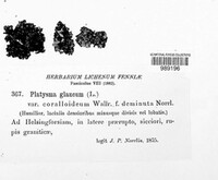 Platismatia glauca image